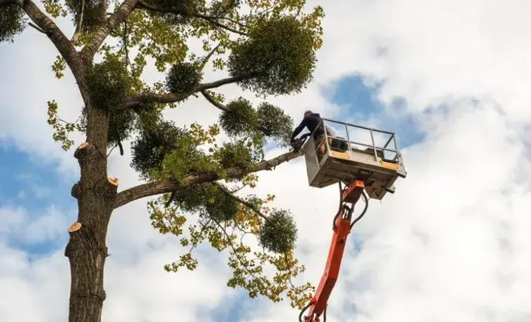 Council permit report (Pruning) example