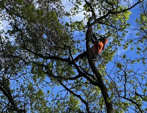 Arbor Analytics pruning report example 2