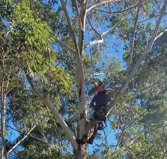 Arbor Analytics pruning report example 3