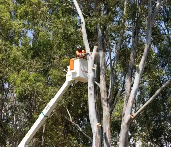 Arbor Analytics pruning report example 4