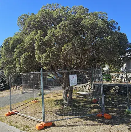 Tree Protection Management Plan (TPMP) example