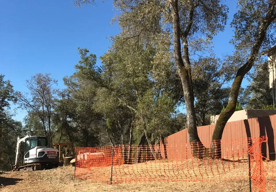 Tree Protection Management Plan example 4