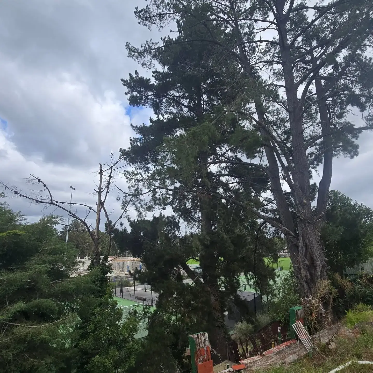 Tree health assessment example 2