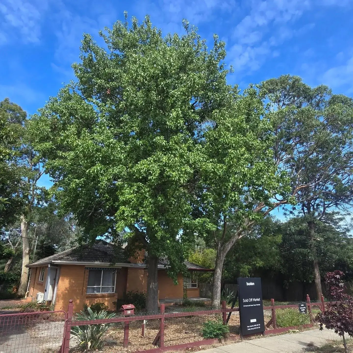 Tree health assessment example 3
