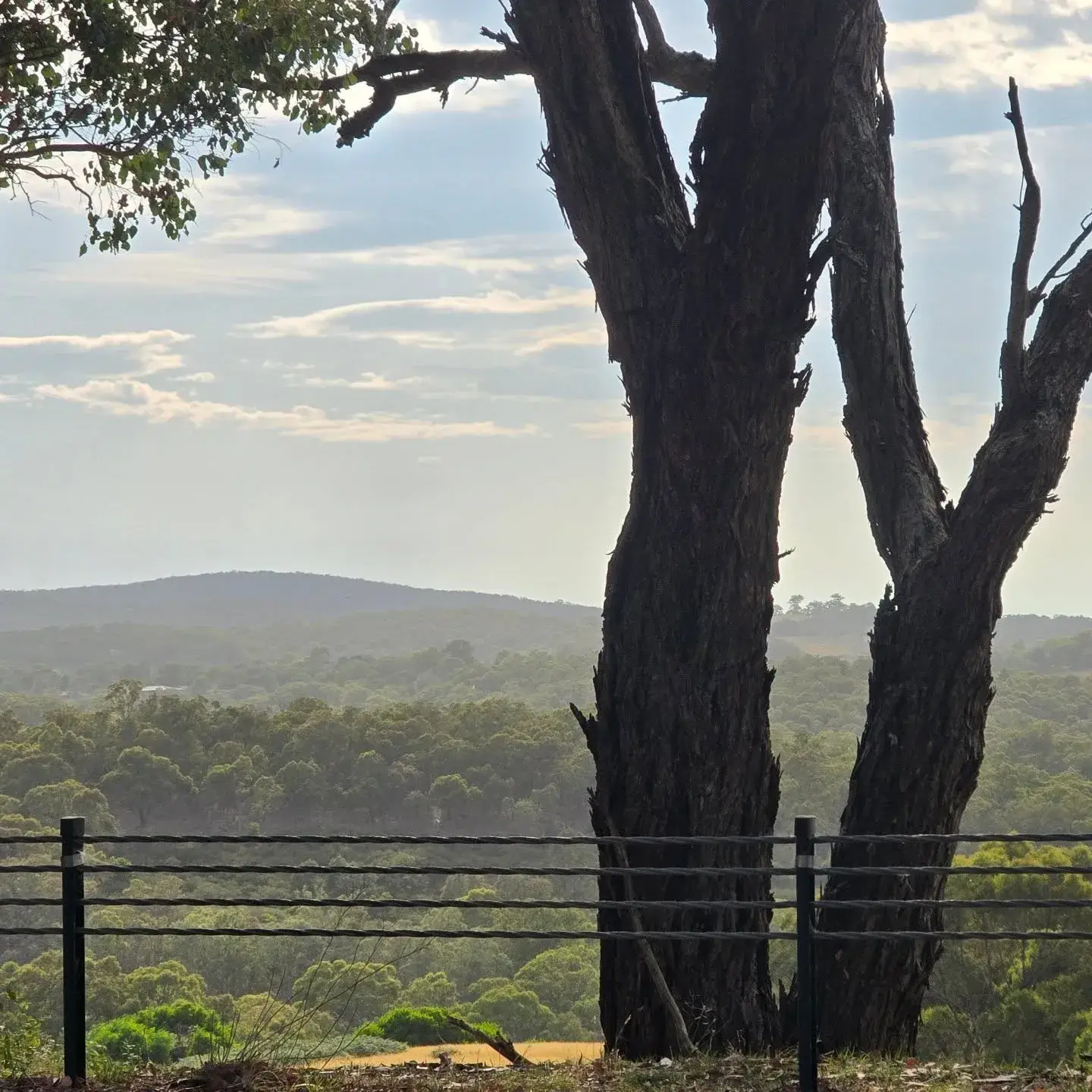Tree removal assessment