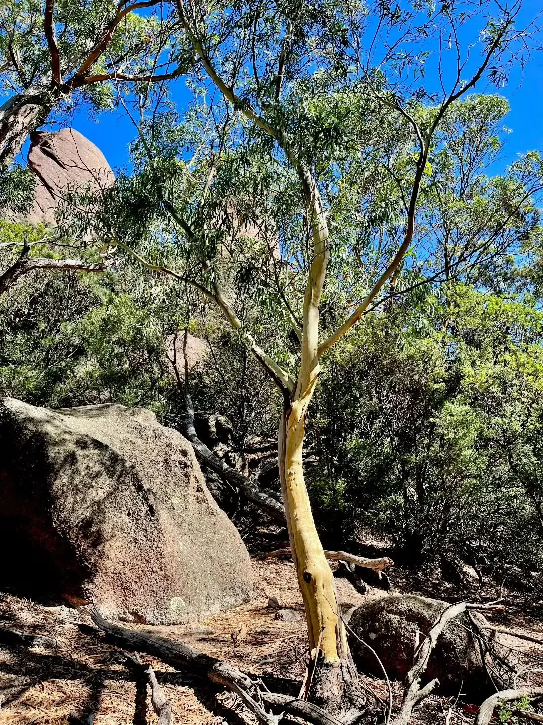 Tree health & safety assessment example