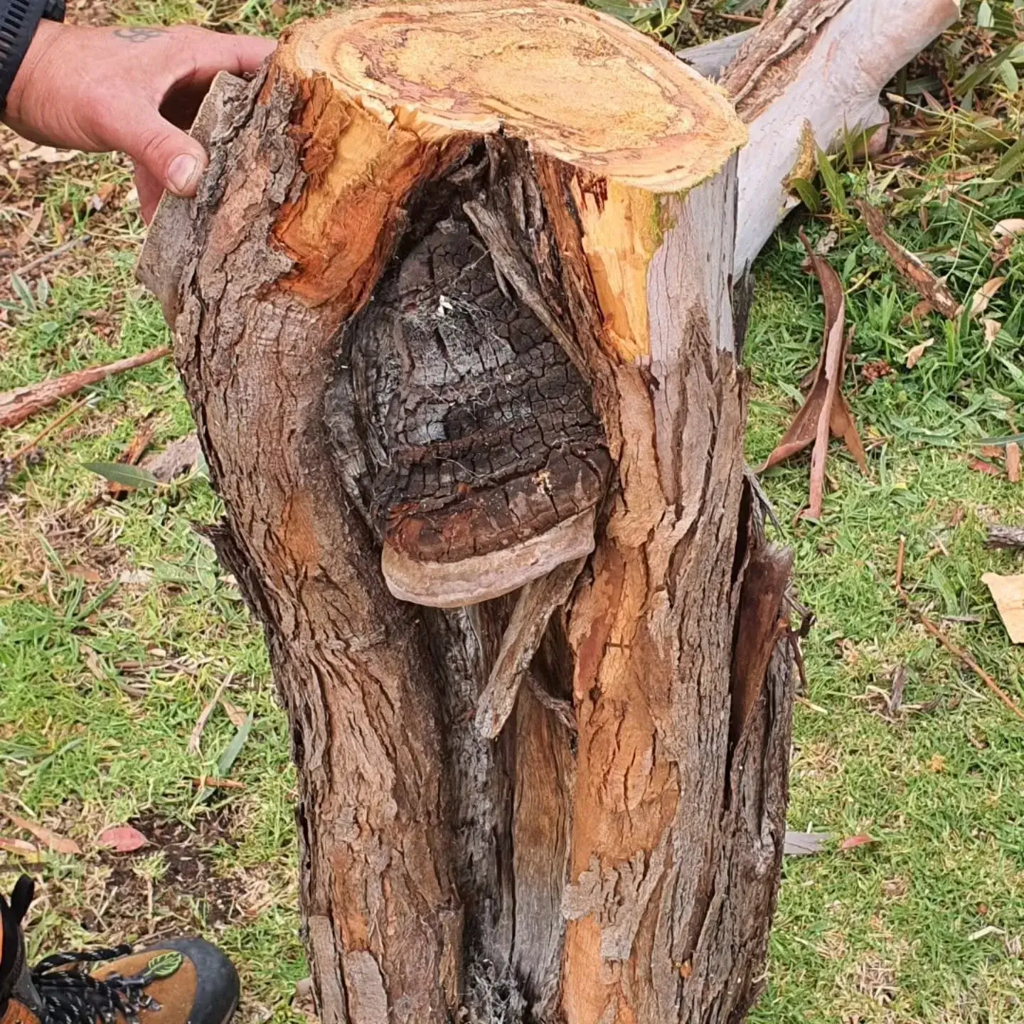Council permit report (Removal) example